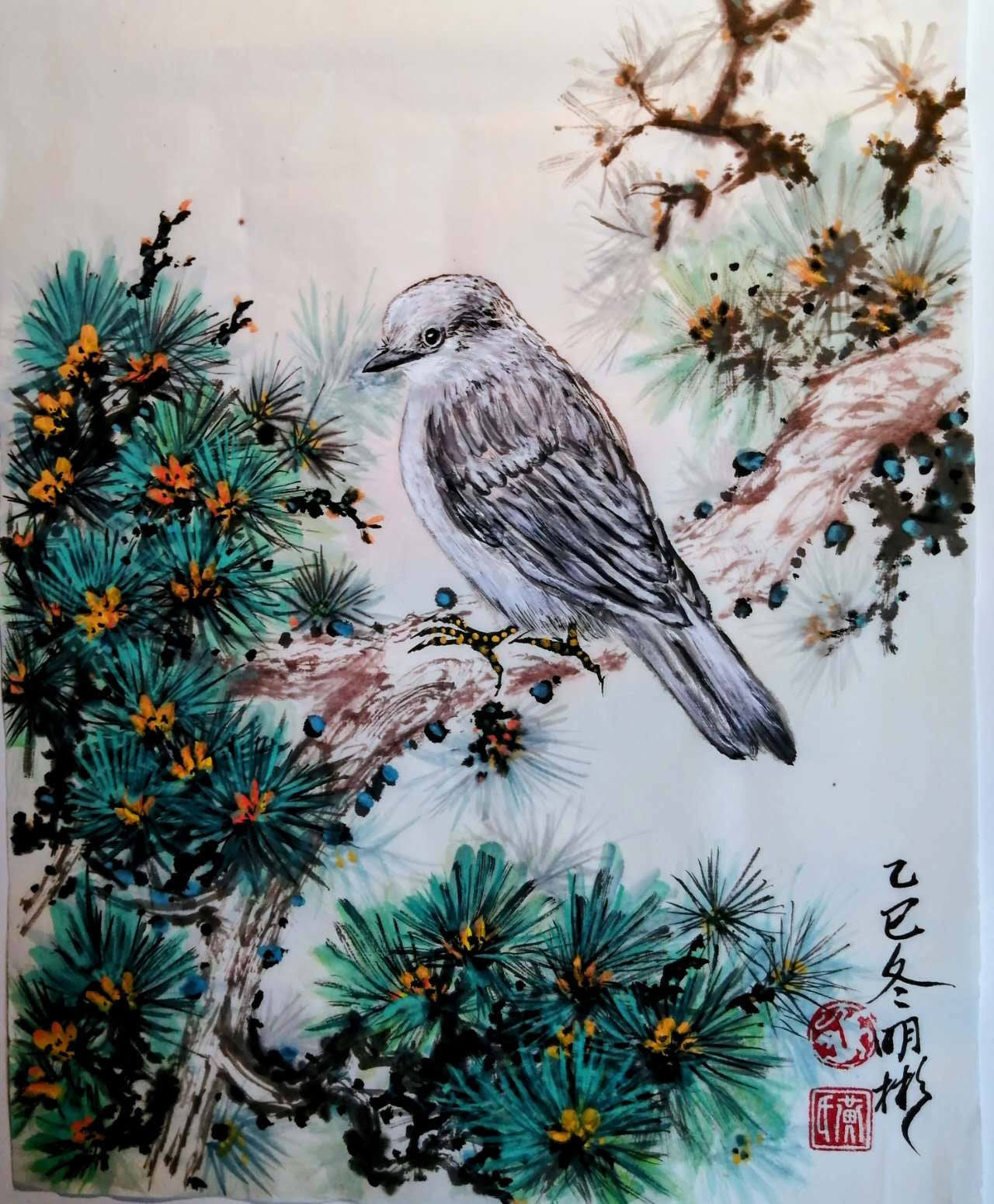 Canada Jay on Pine